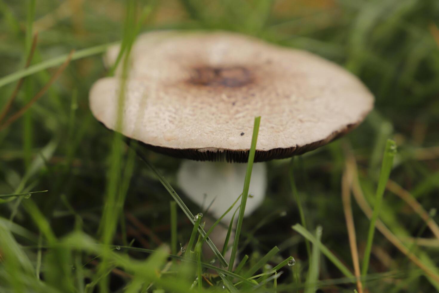 big parasol mushroom photo