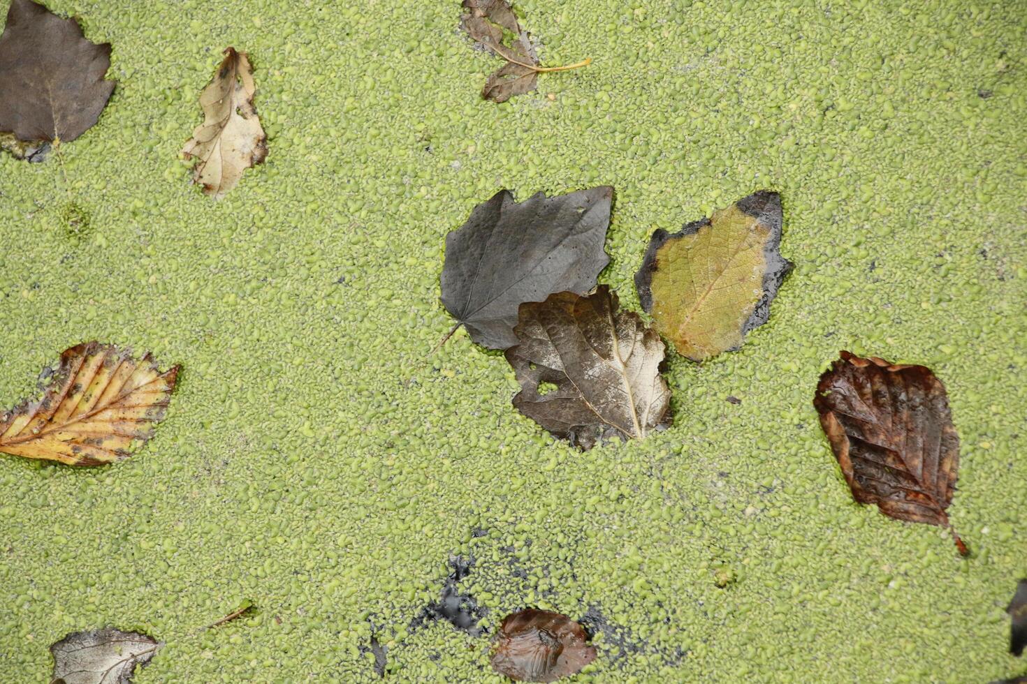autumn leaves in a ditch with duckweed photo