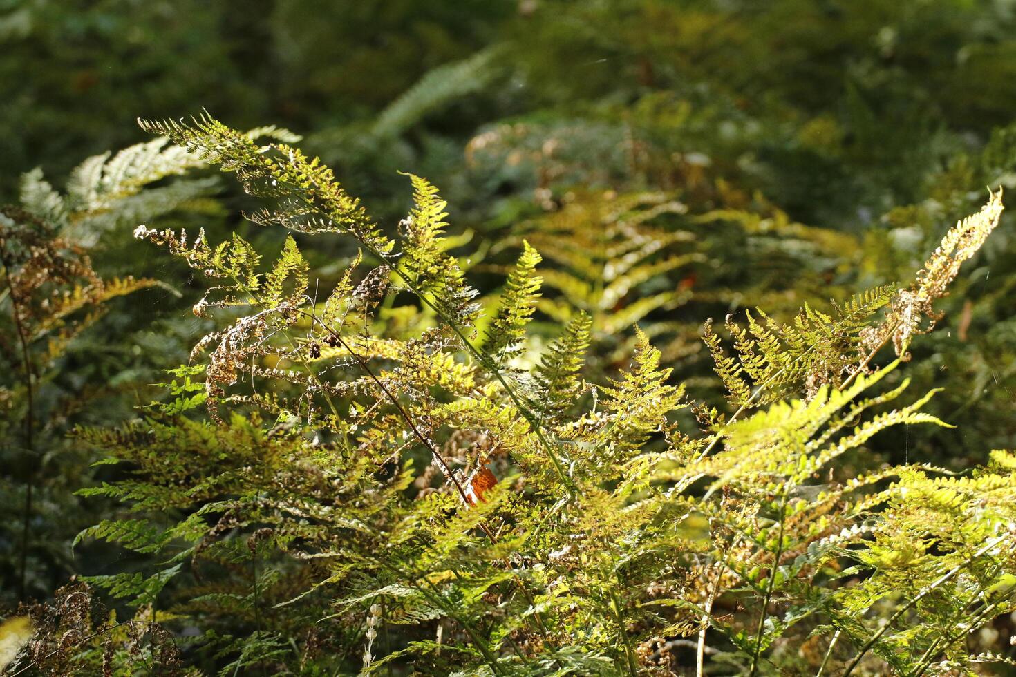 fern in the sunlight photo