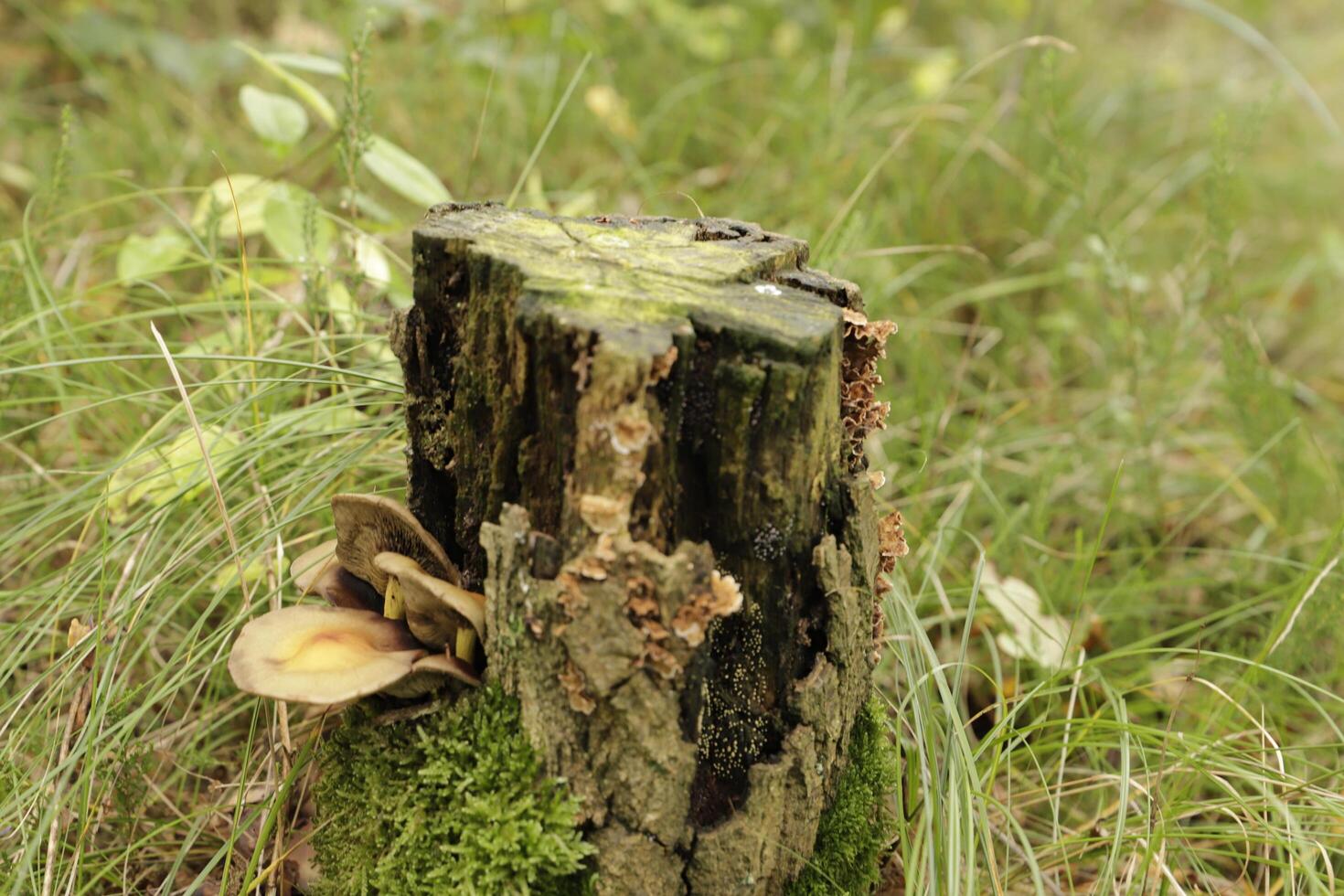 lumpy bracket toadstool growing on a stump of a tree on photo