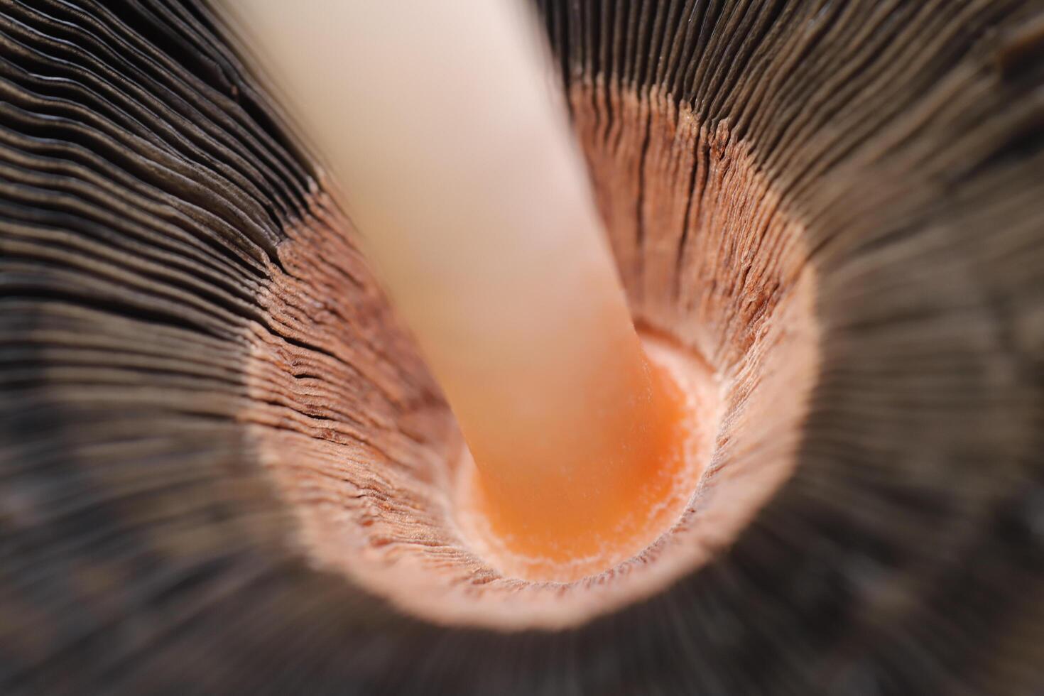shaggy inkcap toadstool photo