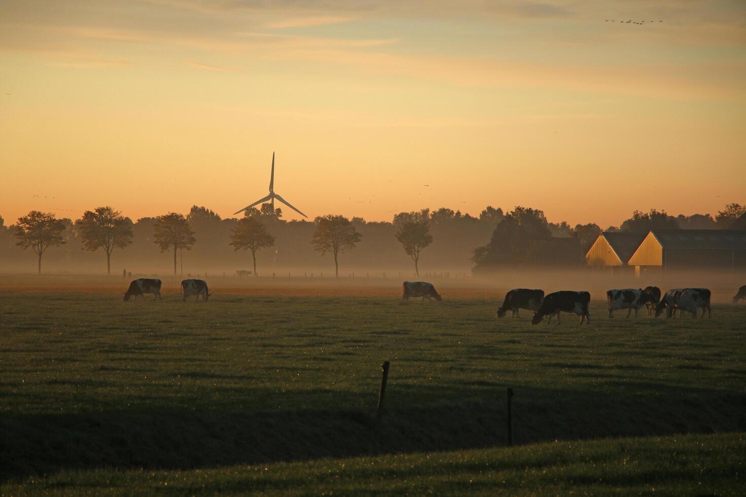 Sun dawn in a dutch landscape, morning dew, grazing cows photo