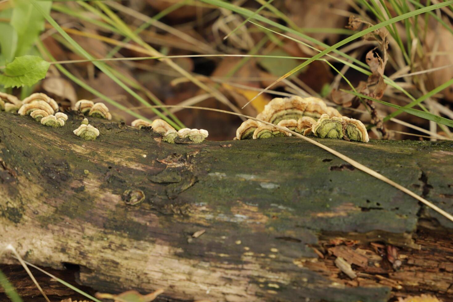 lumpy bracket toadstool growing on a stump of a tree on photo