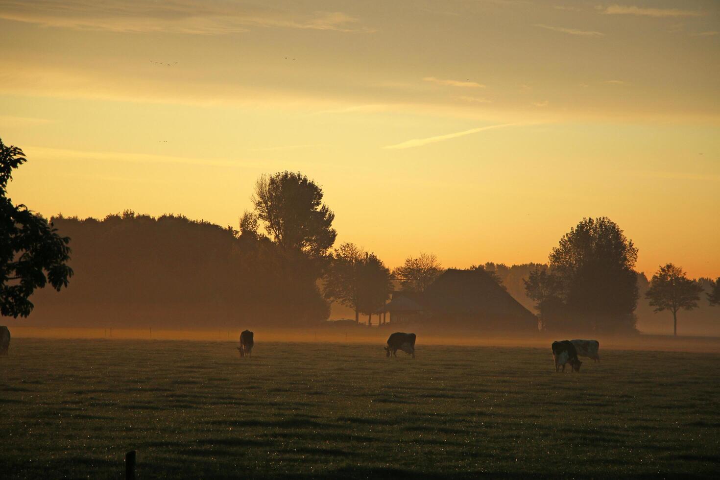 Sun dawn in a dutch landscape, morning dew, grazing cows photo