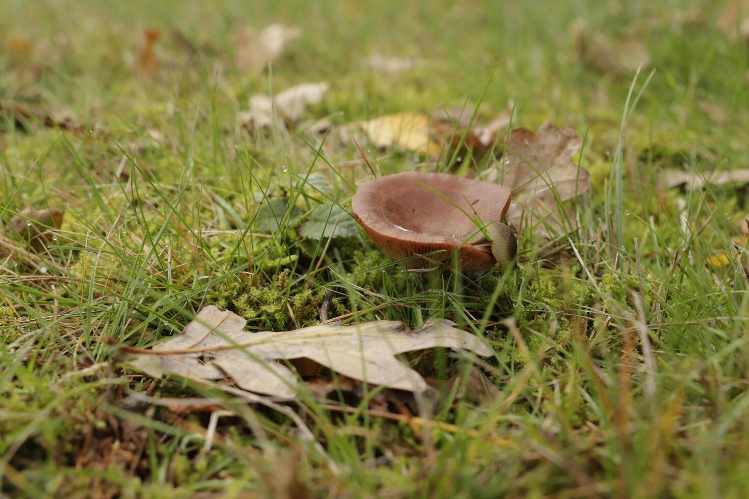 rufus milkcap mushroom photo