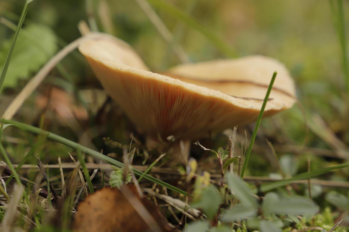 rufus milkcap mushroom photo