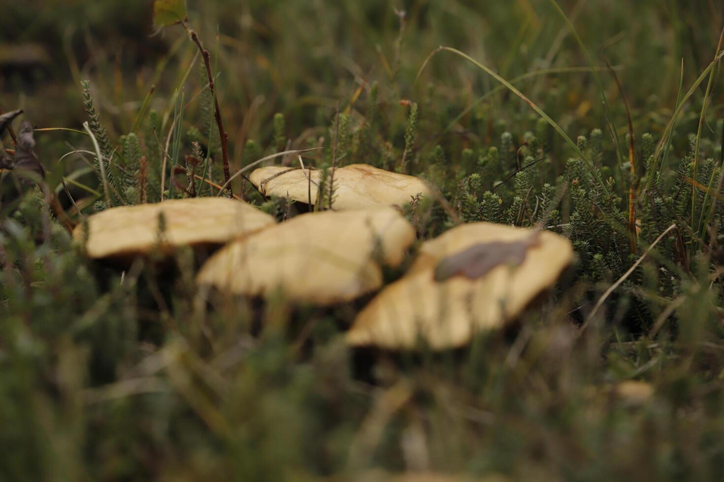 spring cavelier mushroom in the heath photo