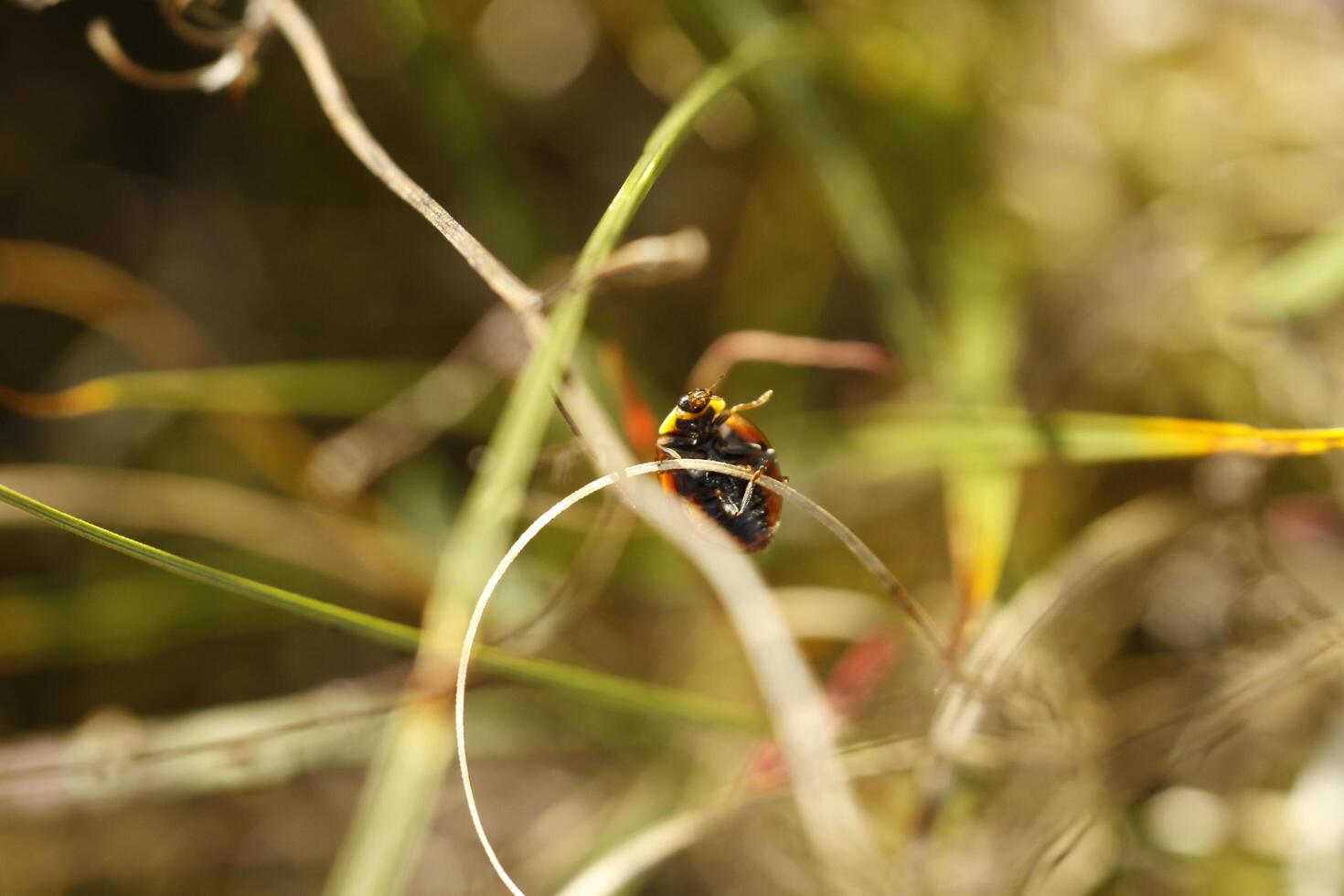 dama bicho, siempre visto como linda pequeño insectos foto