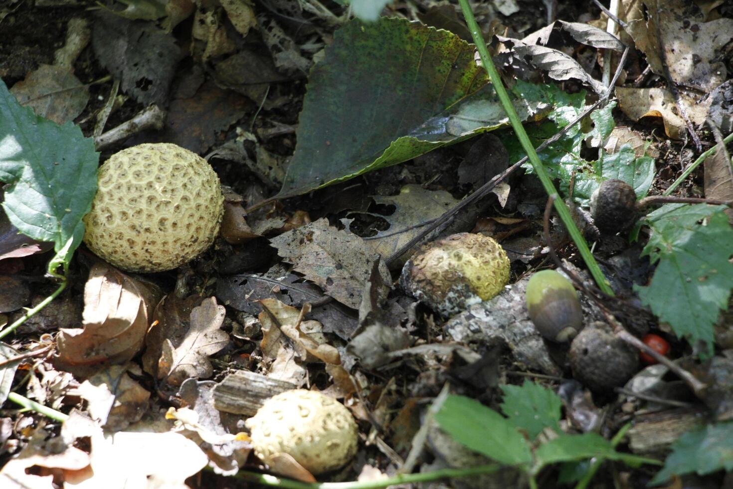 common earth ball mushroom photo