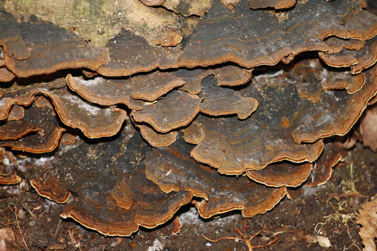 toadstool growing on a branch photo