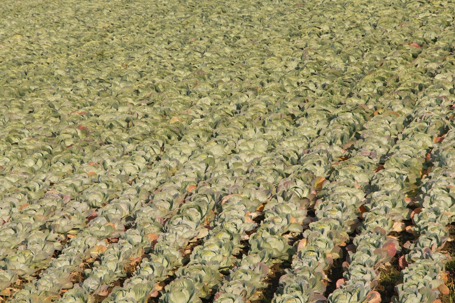 a field with green cabbage photo