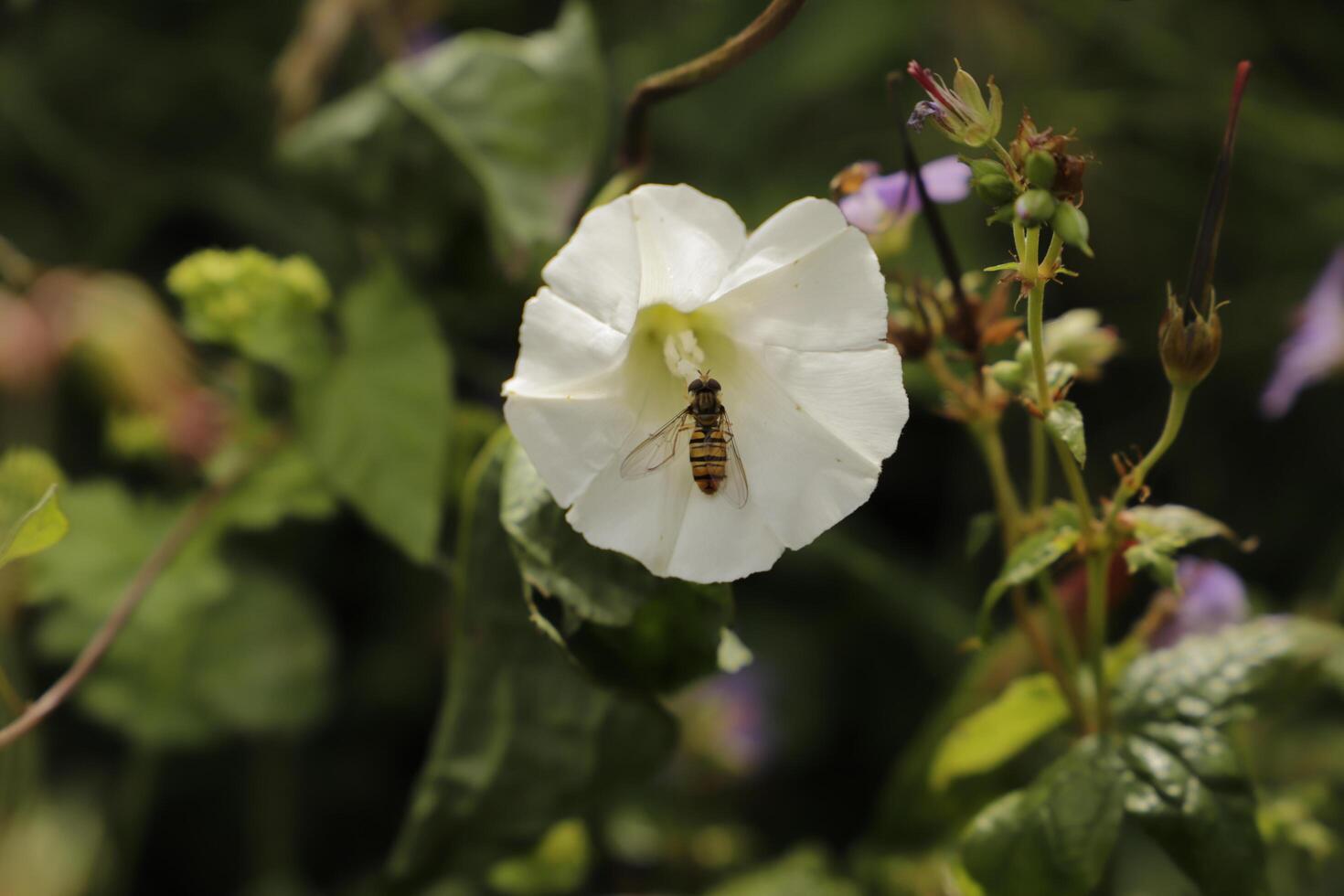 White flower with bee searching for nectar photo