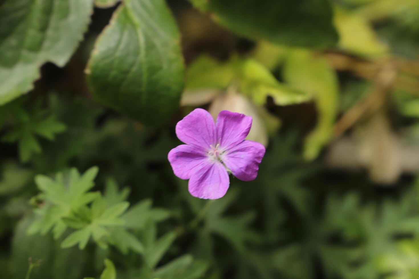 beautiful blue pink flower in the garden photo