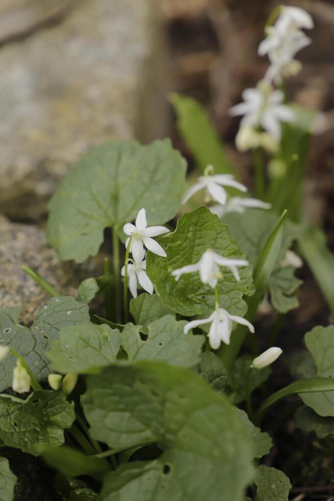 blanco flores con grande verde hojas foto