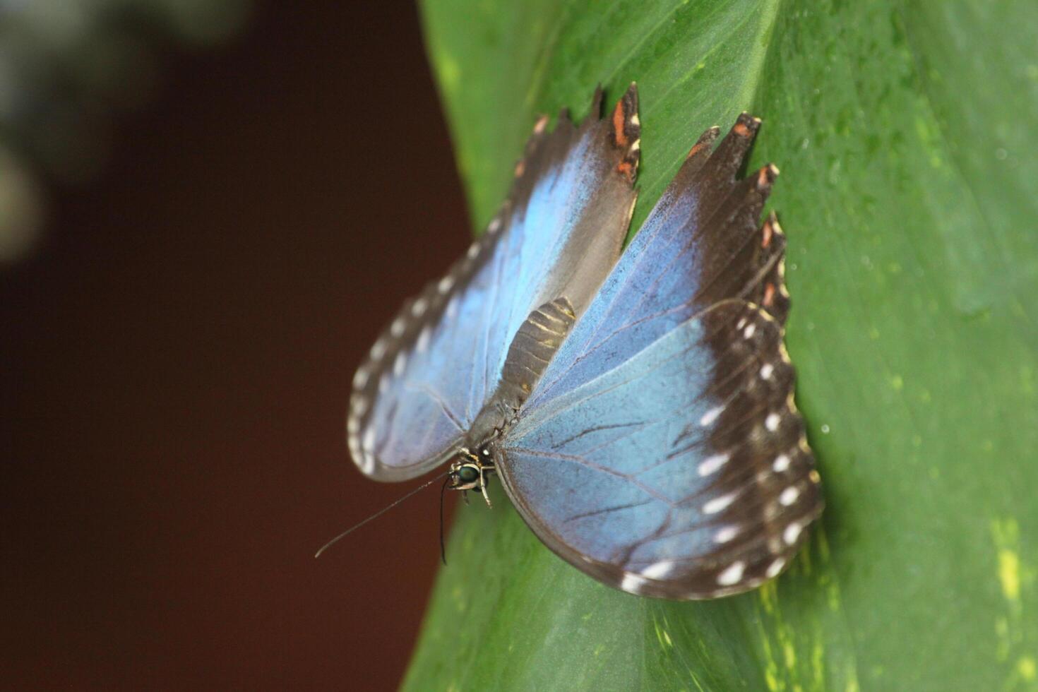 blue morpho butterfly is a huge butterfly of about 12 cm photo