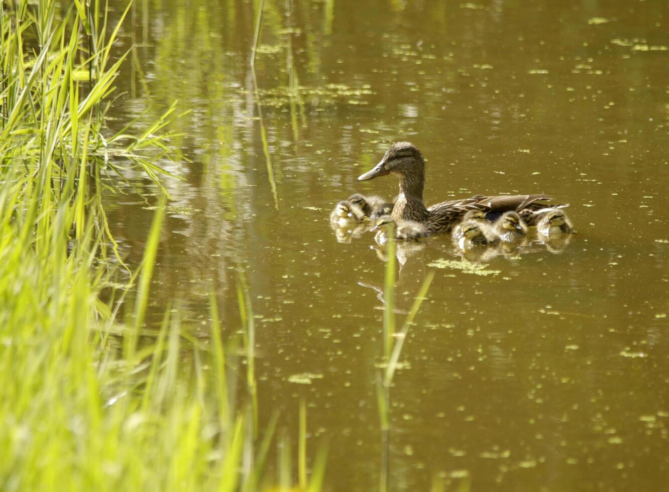 pato real con bebé patos nadando en un canal foto