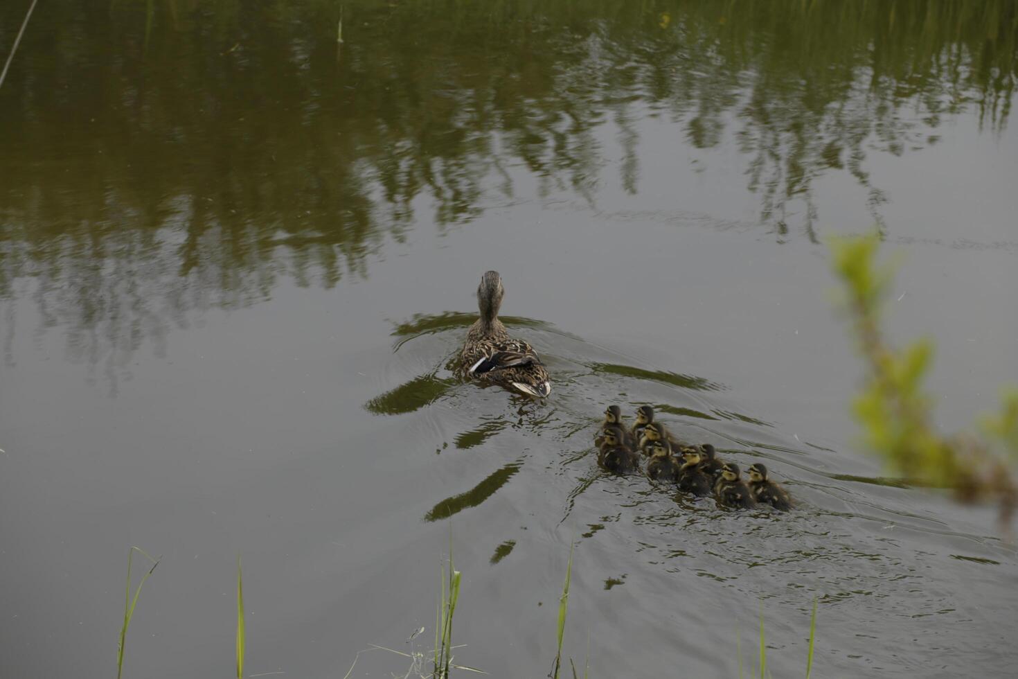 Mallard with baby ducks swimming in a canal photo
