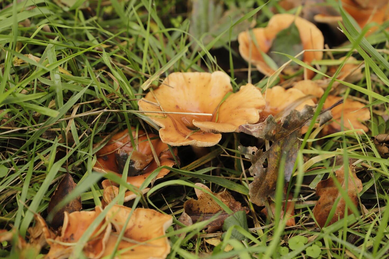 toadstool in the grass photo