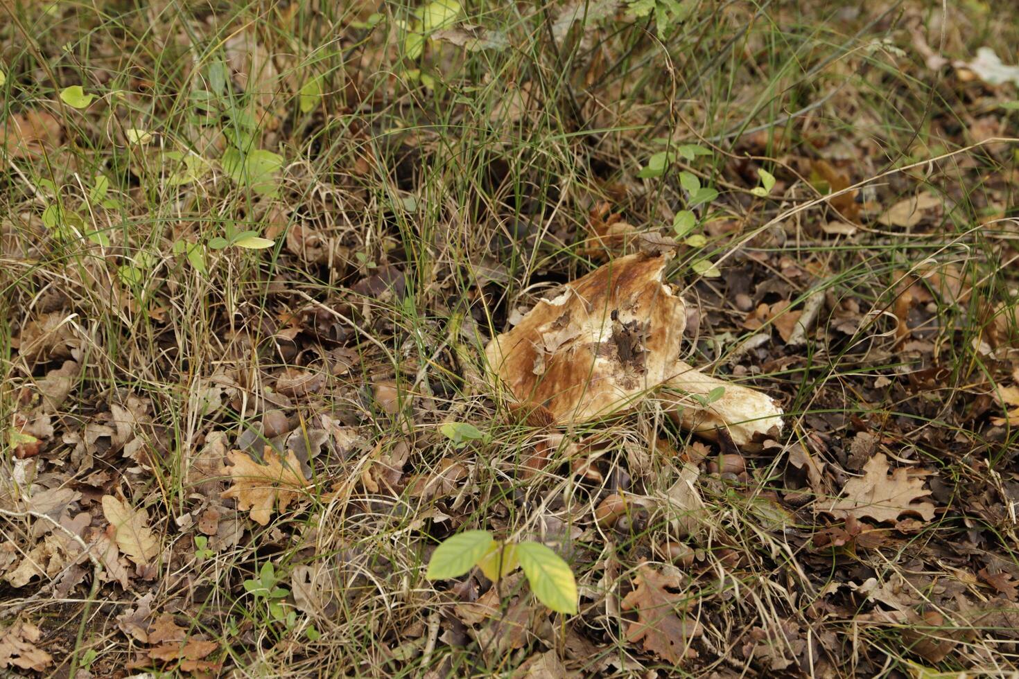 toadstool in the grass photo