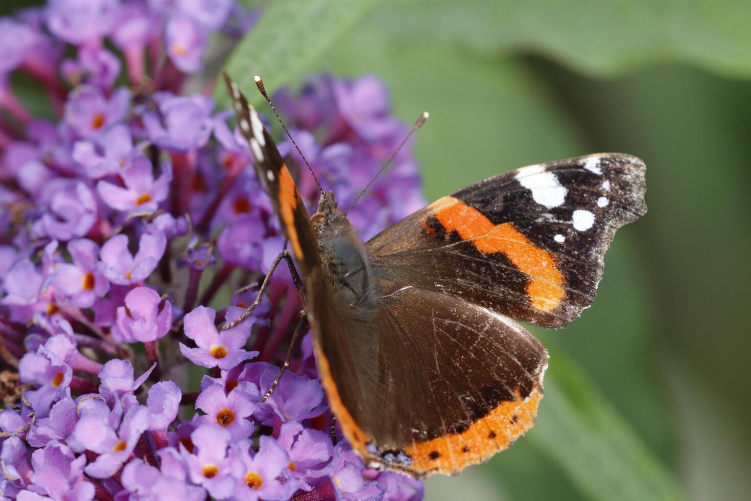red admiral butterfly drinks nectar from the butterfly bush. red admiral butterfly flies all the way from africa to northern europe all the way from africa to northern europe photo