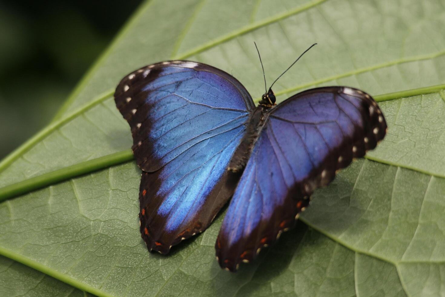 blue morpho butterfly is a huge butterfly of about 12 cm photo