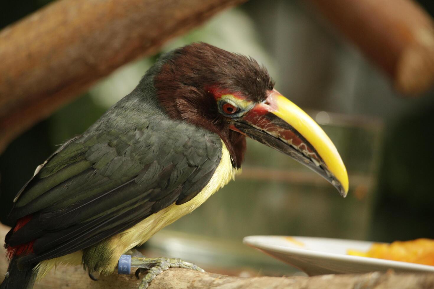 Common small toucan photo
