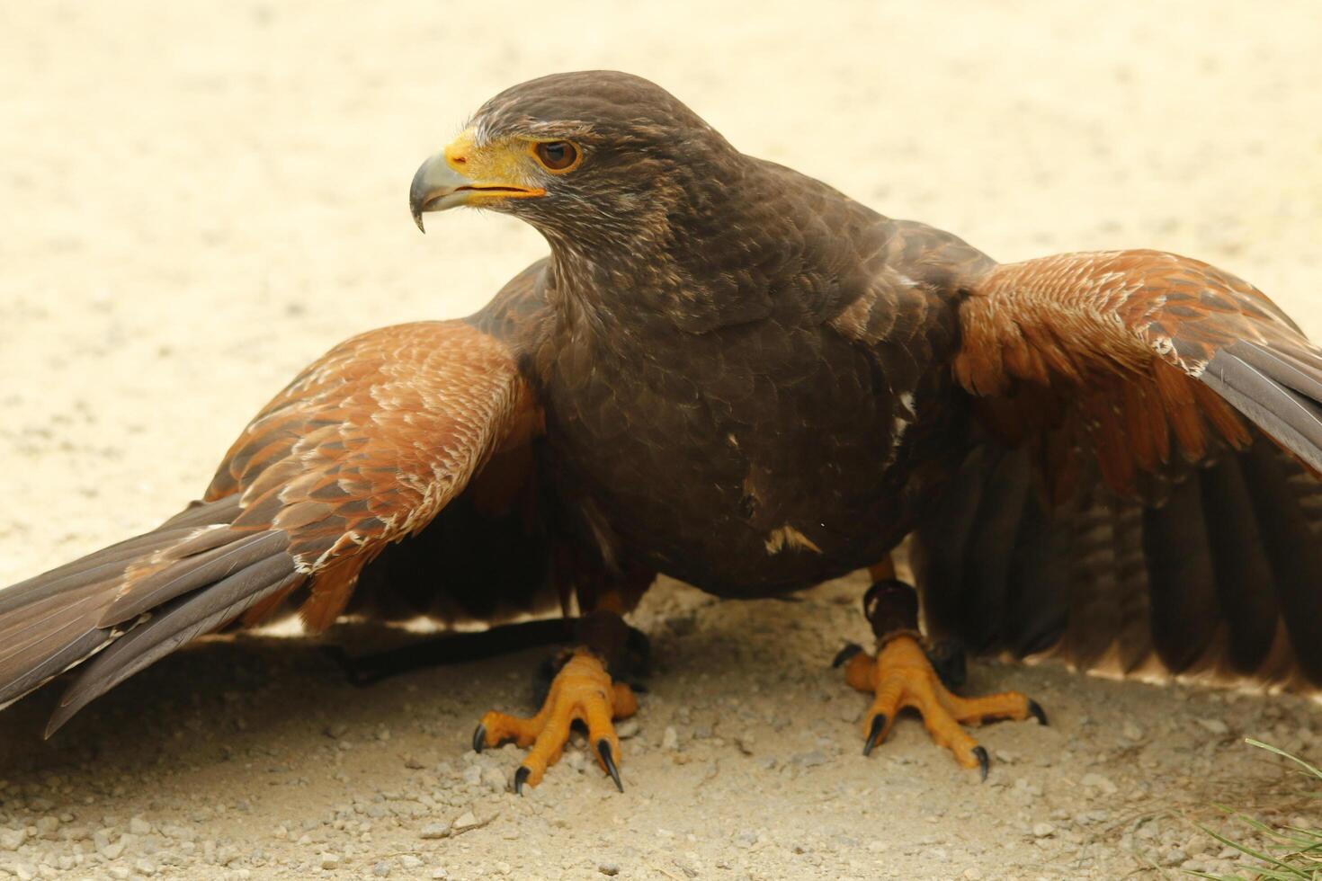 golden eagle in zoo photo