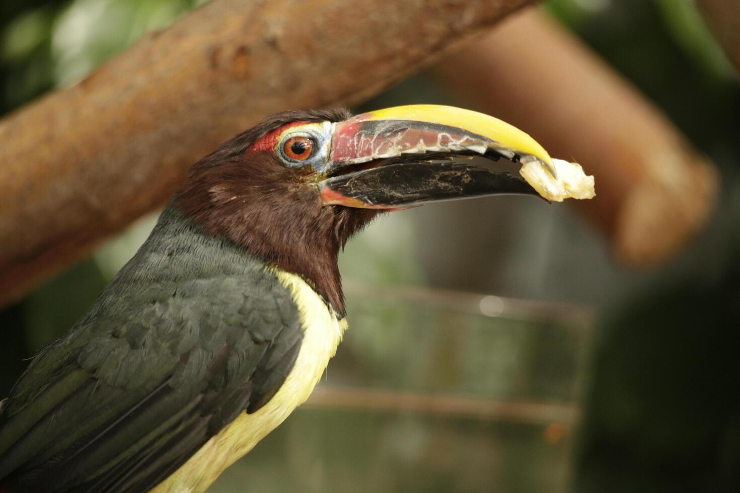 Common small toucan photo