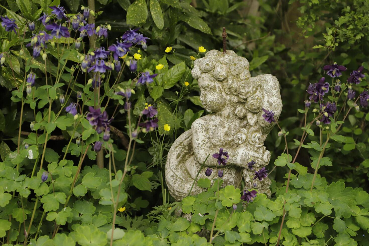 Statue in garden with columbine flowers photo