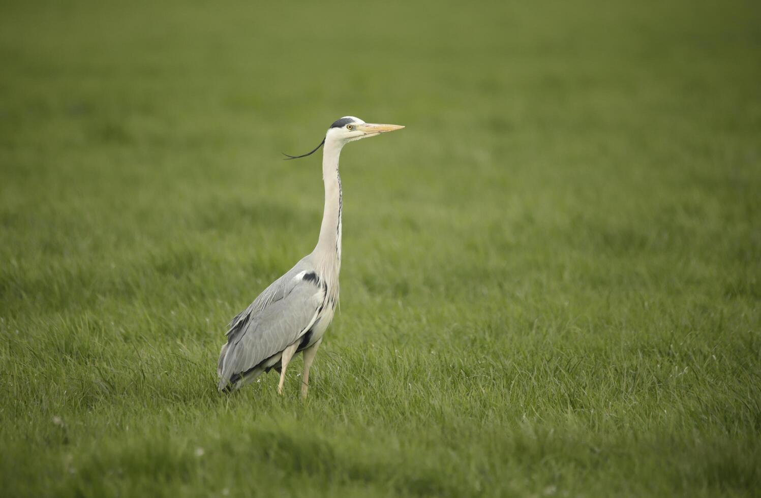 grey heron stands in the grassland photo