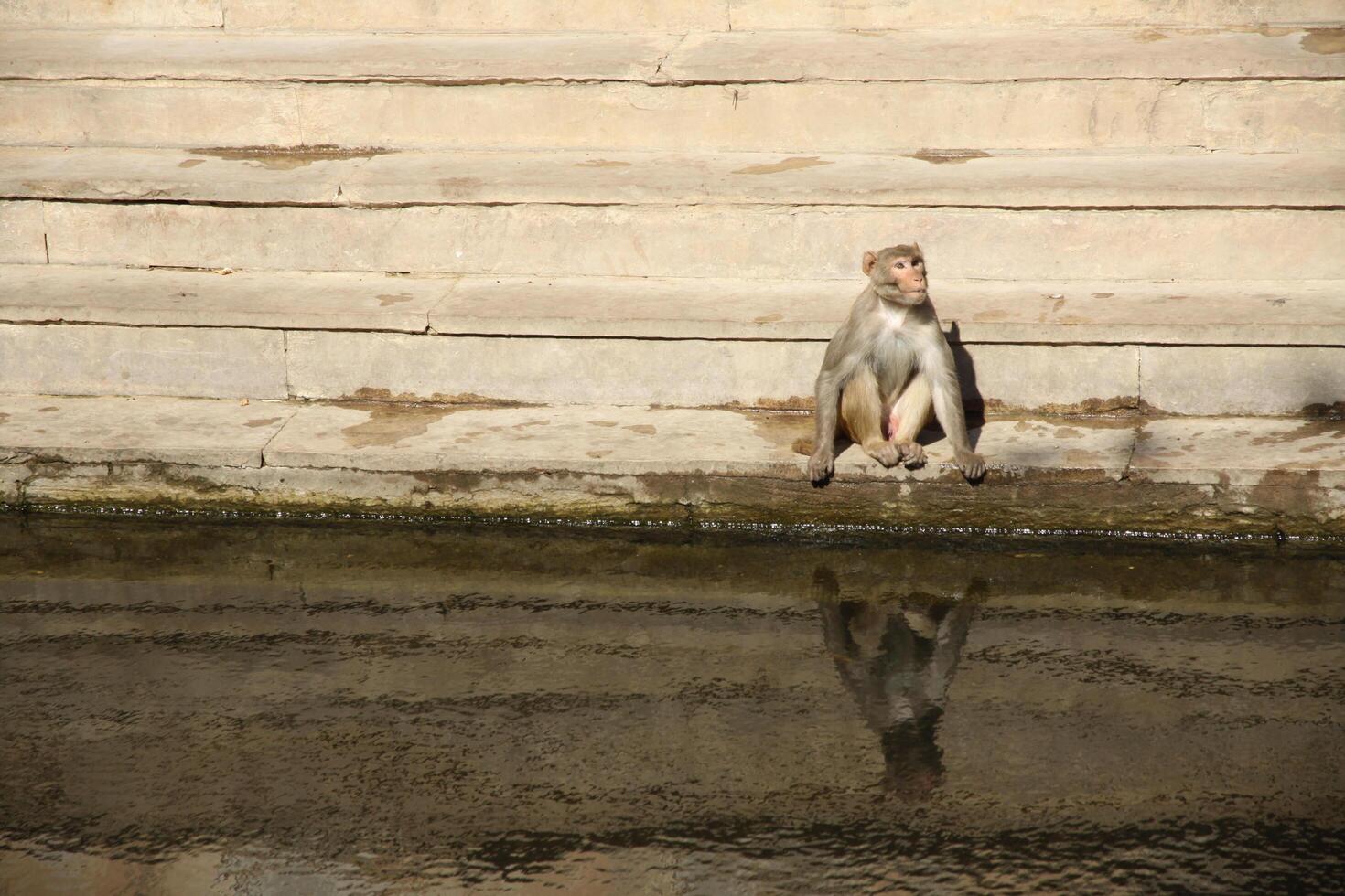 monkey sits at pond in india drinking water photo