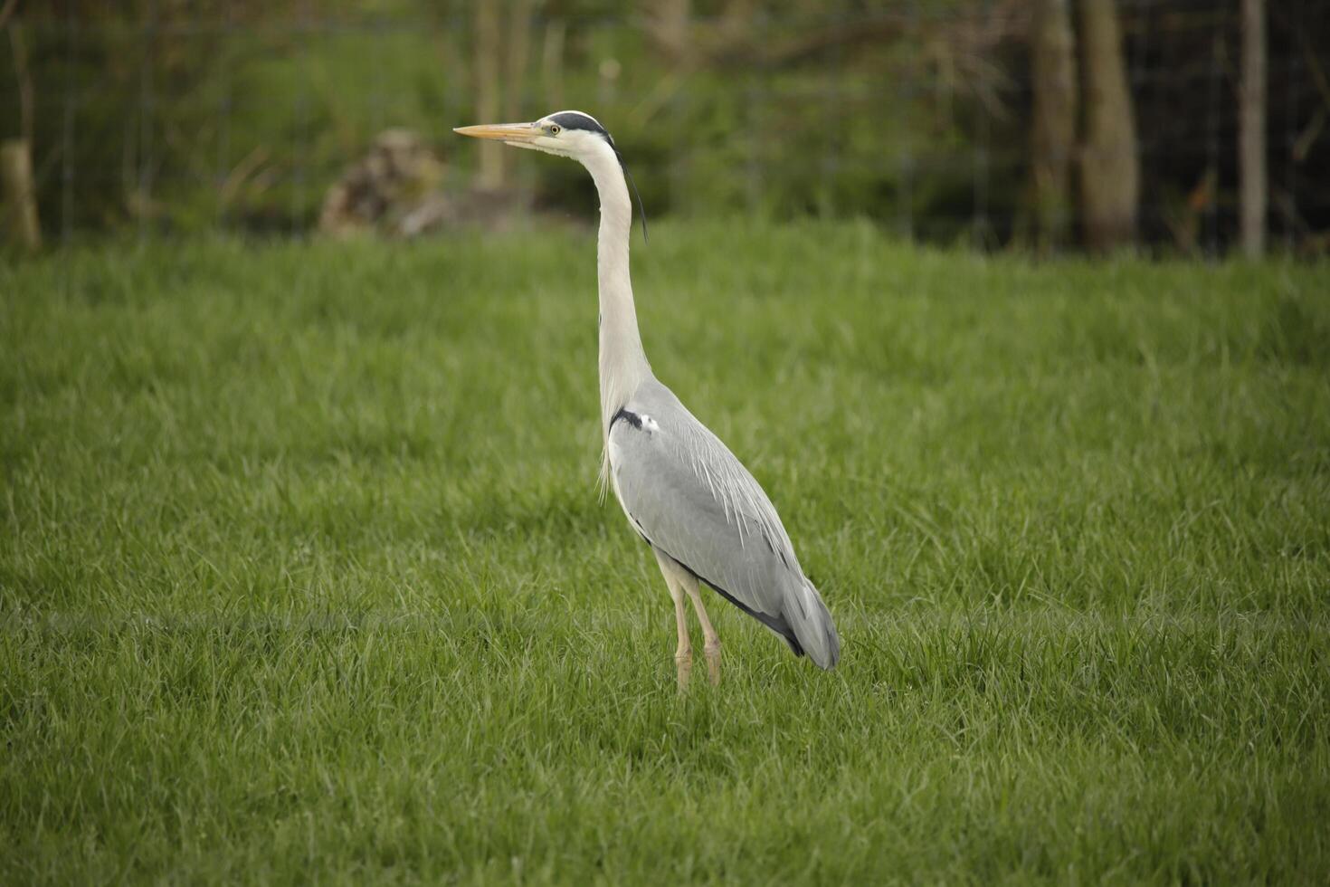 grey heron stands in the grassland photo