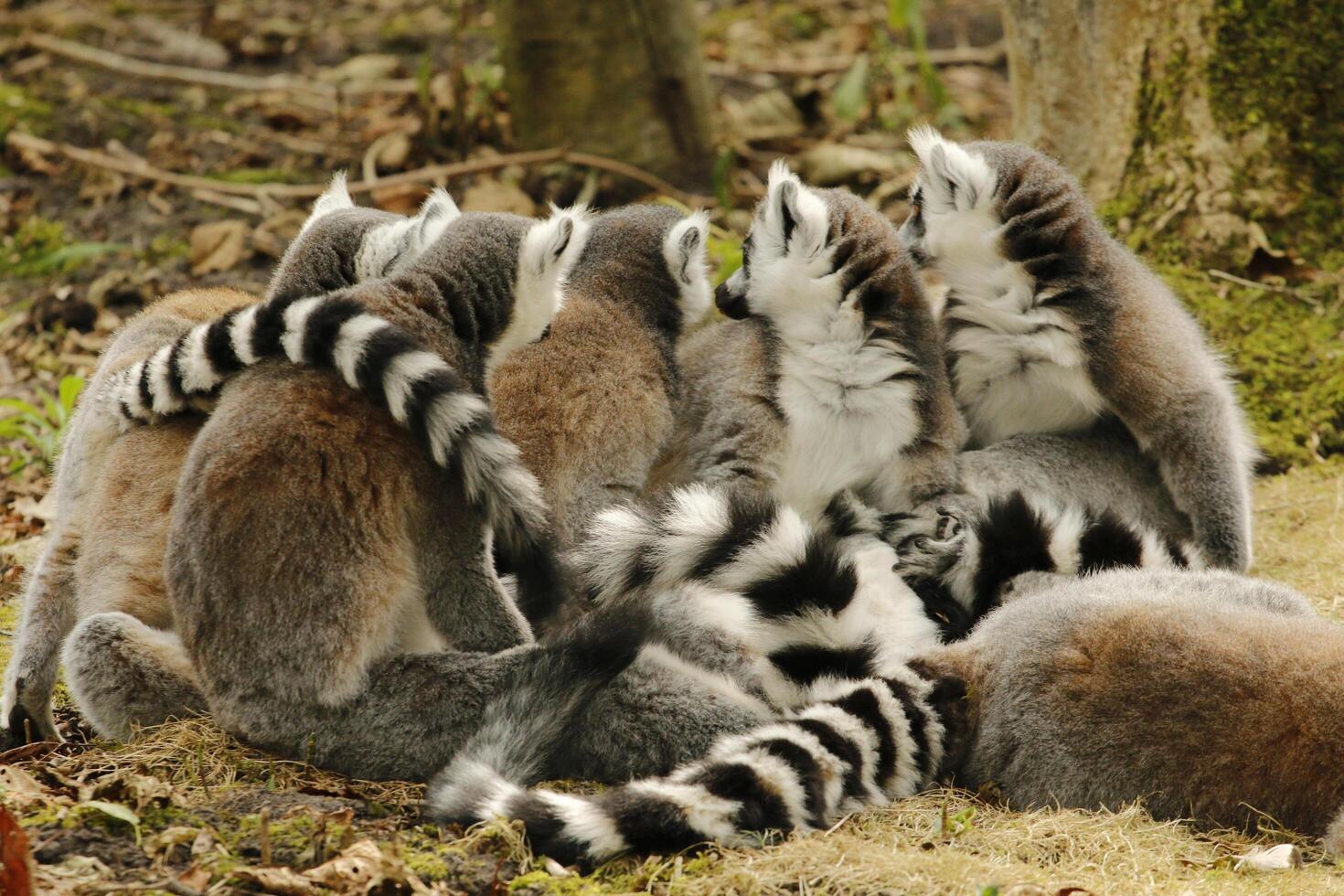 ring tailed lemur photo