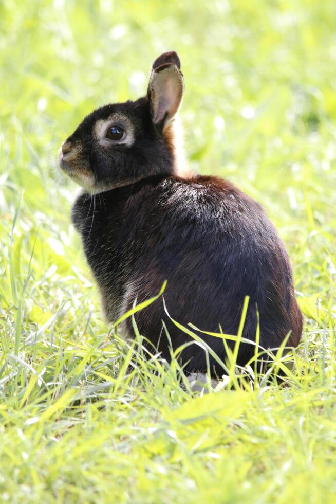 cute little rabbit photo
