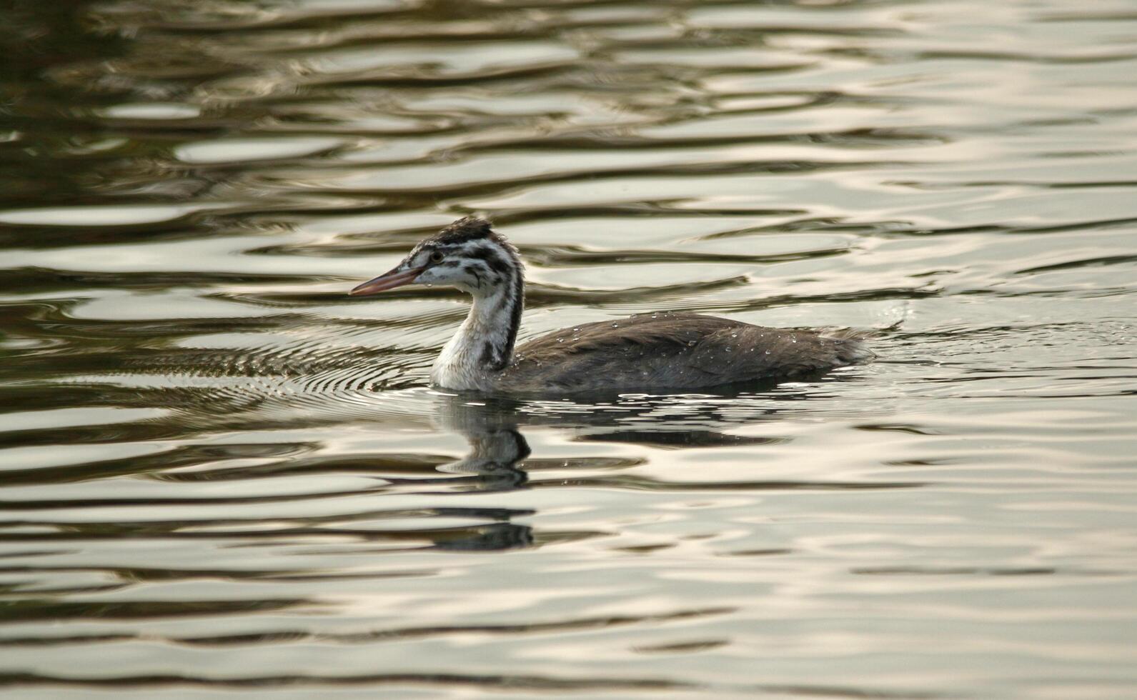 baby great crested grebe photo