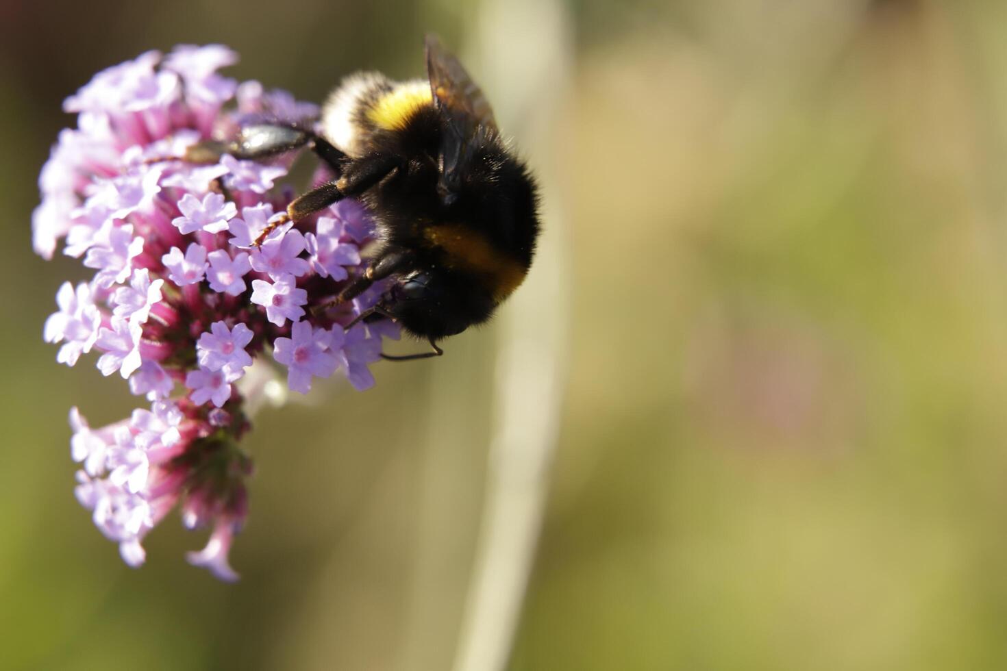 Honey bee drinks nectar from a flower photo