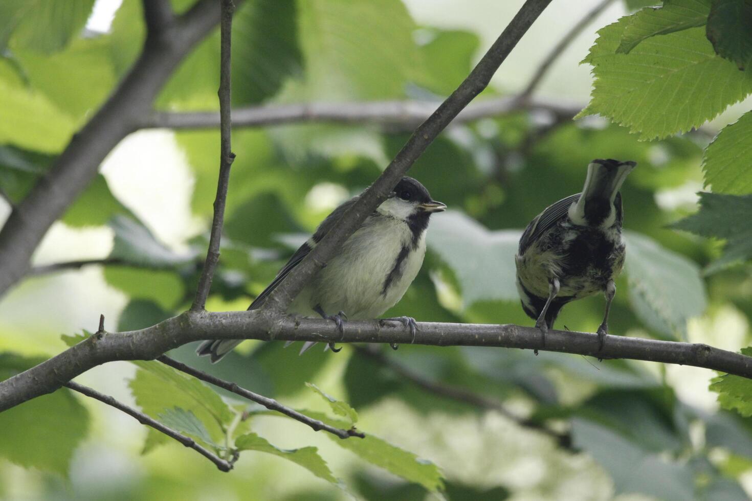 great tit parent feeds baby bird photo