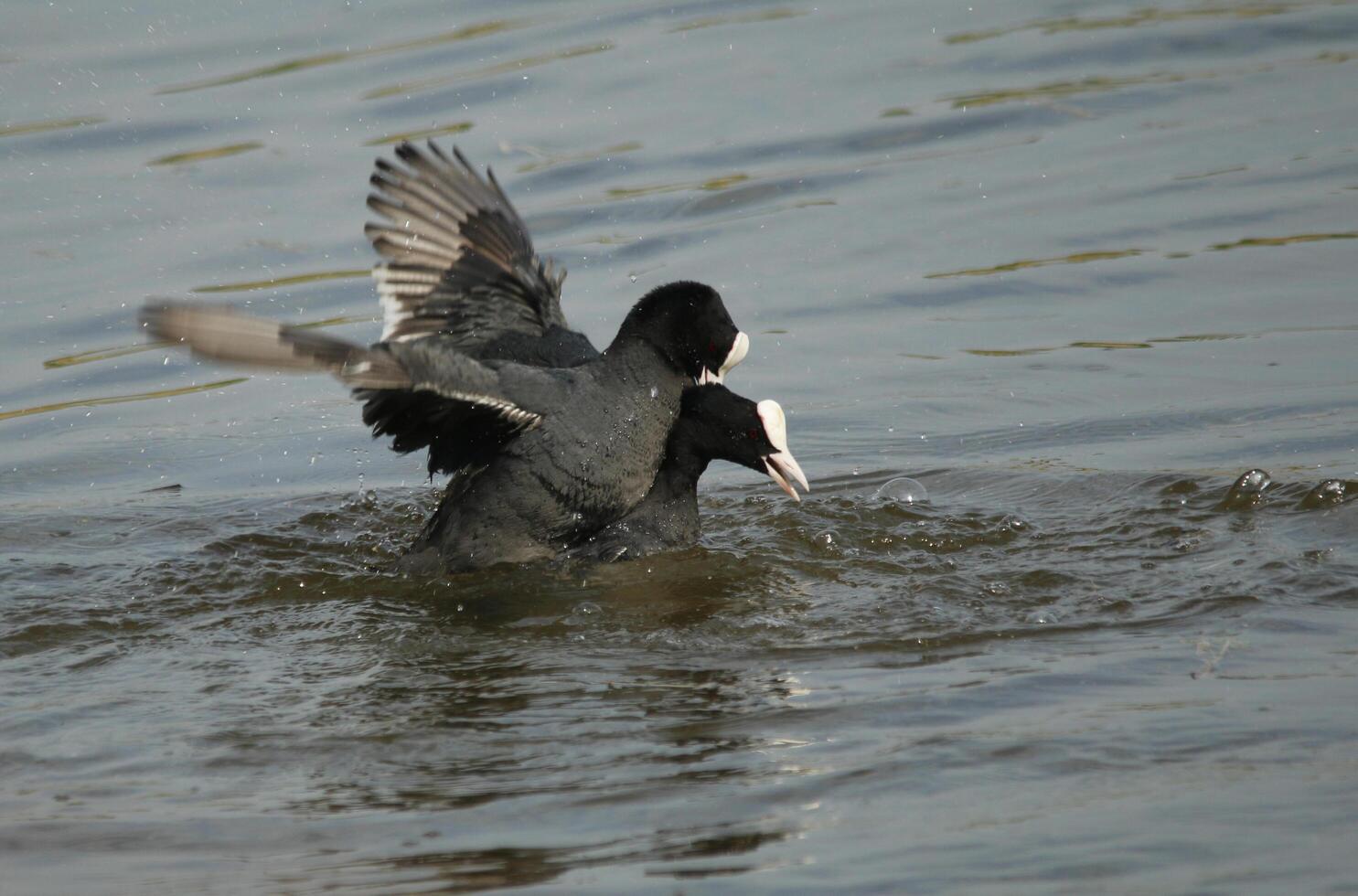 eurasian coots fighting in the water photo