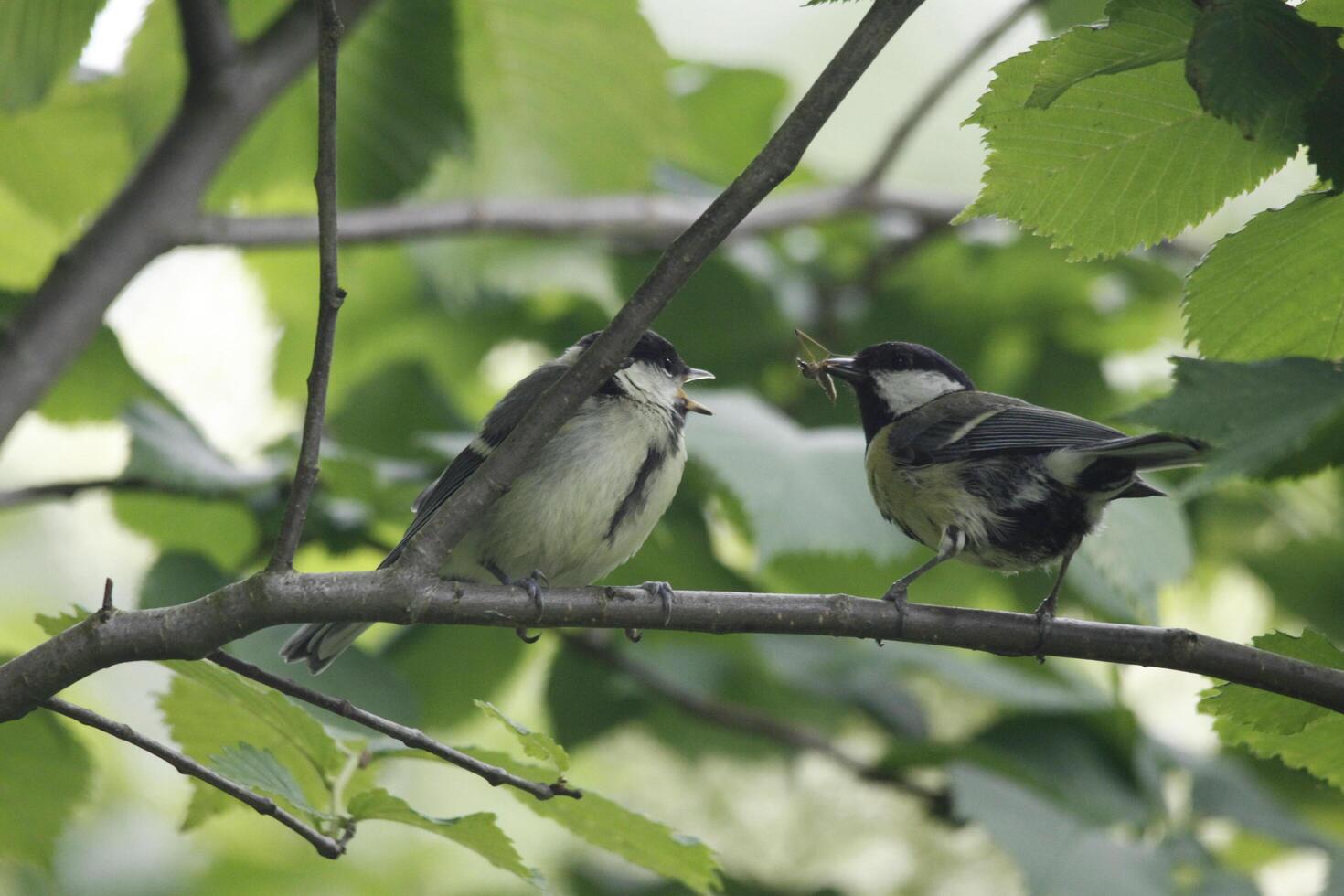 great tit parent feeds baby bird photo