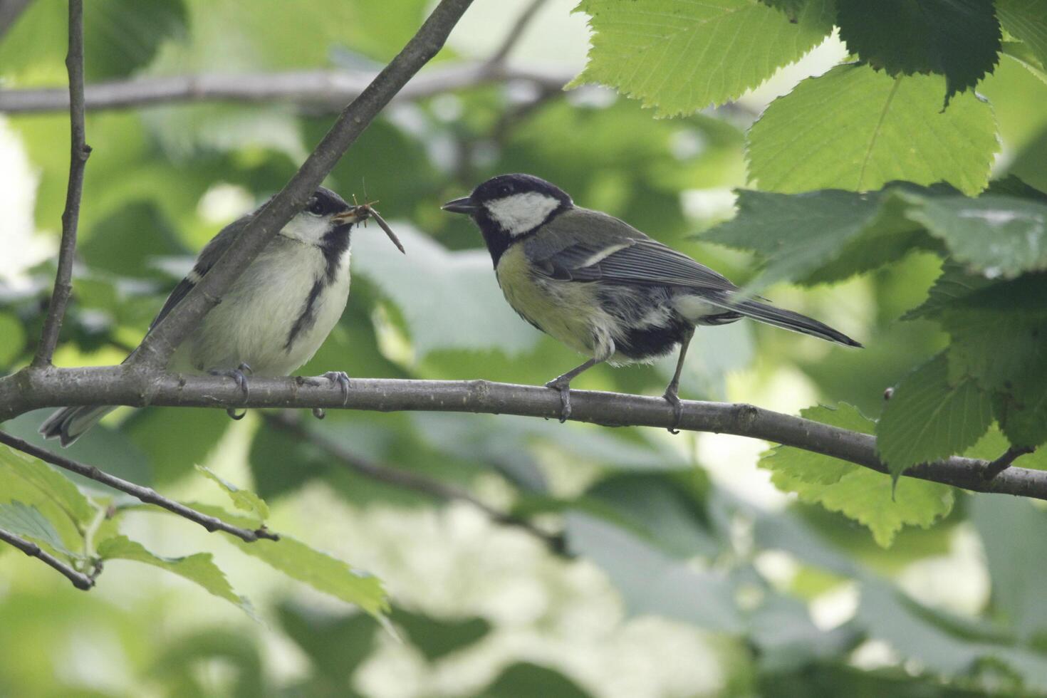 great tit parent feeds baby bird photo