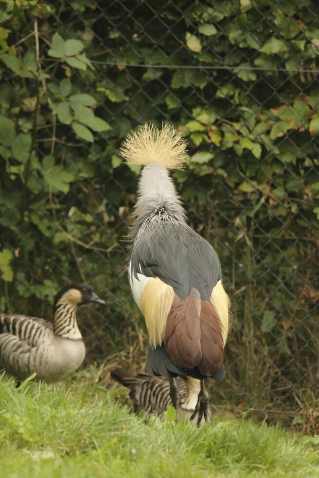 crowned crane bird photo