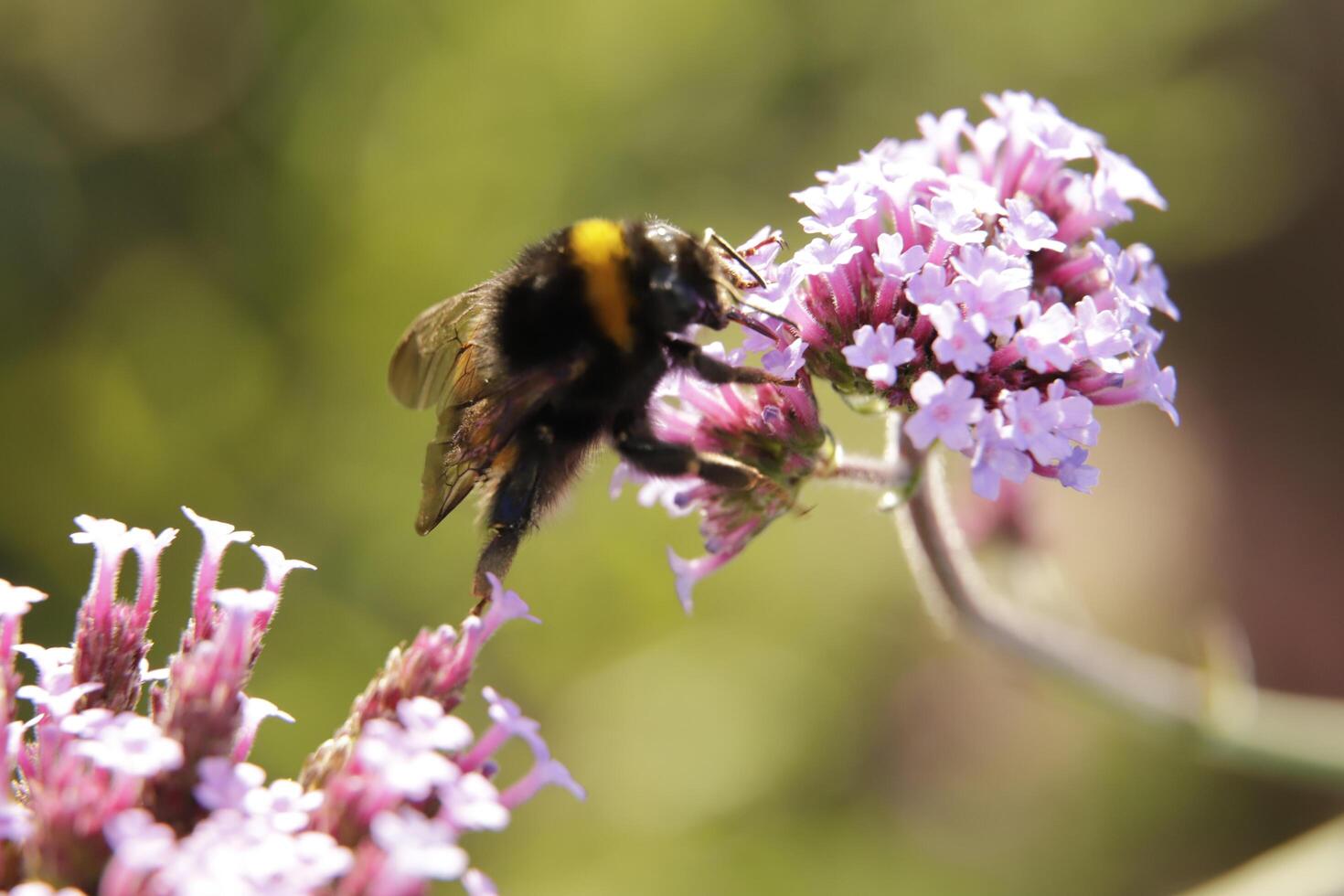 miel abeja bebidas néctar desde un flor foto