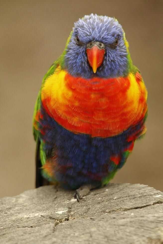Lori of the Blue Mountains photo