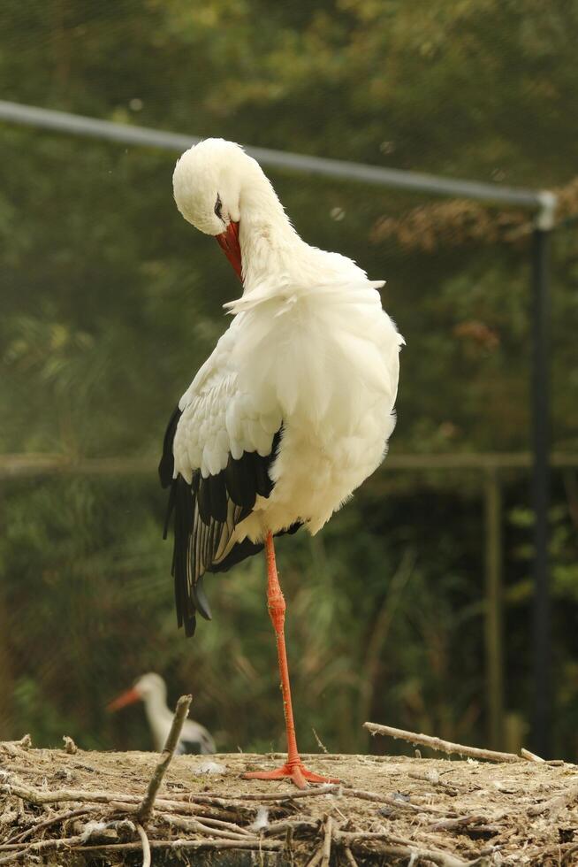 white stork, beautiful white bird with a red beak photo