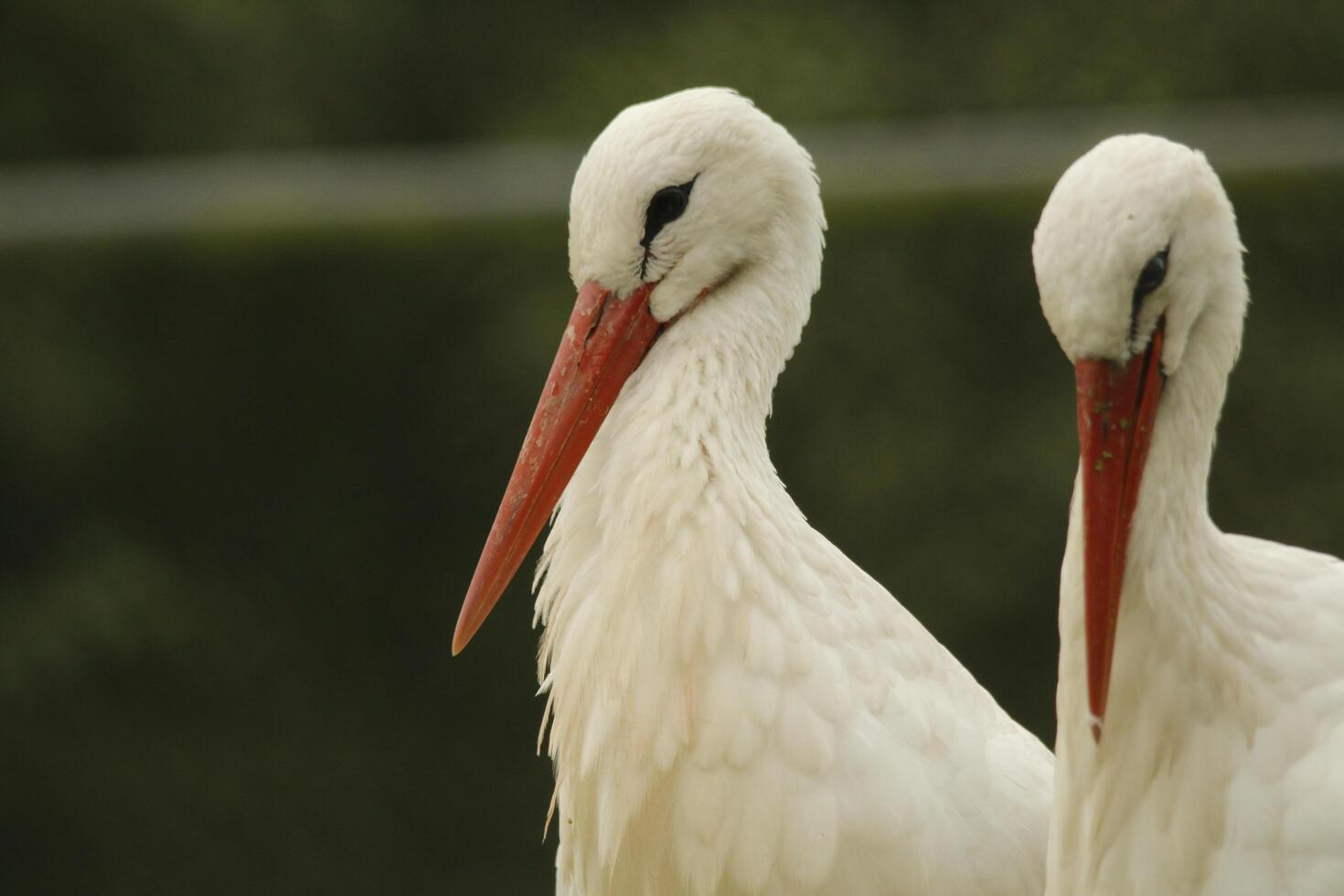 white stork, beautiful white bird with a red beak photo