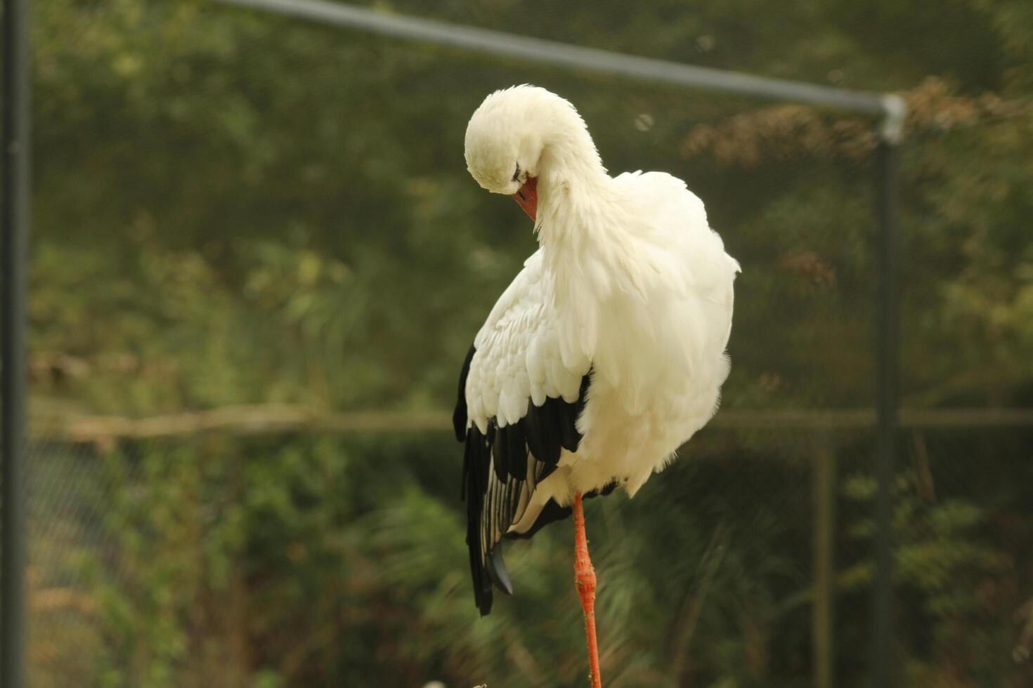 white stork, beautiful white bird with a red beak photo