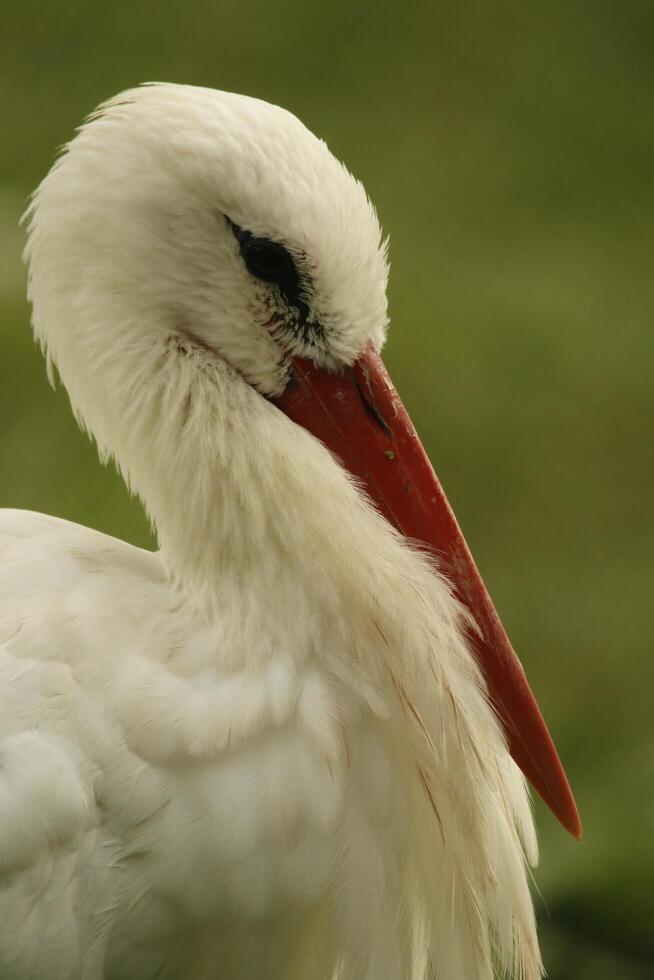 white stork, beautiful white bird with a red beak photo