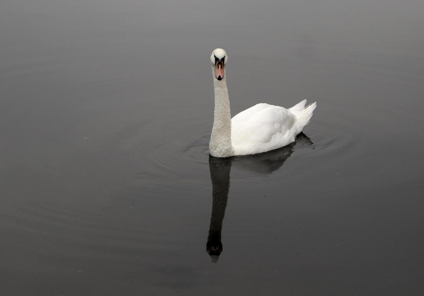 mute swan in a canal photo