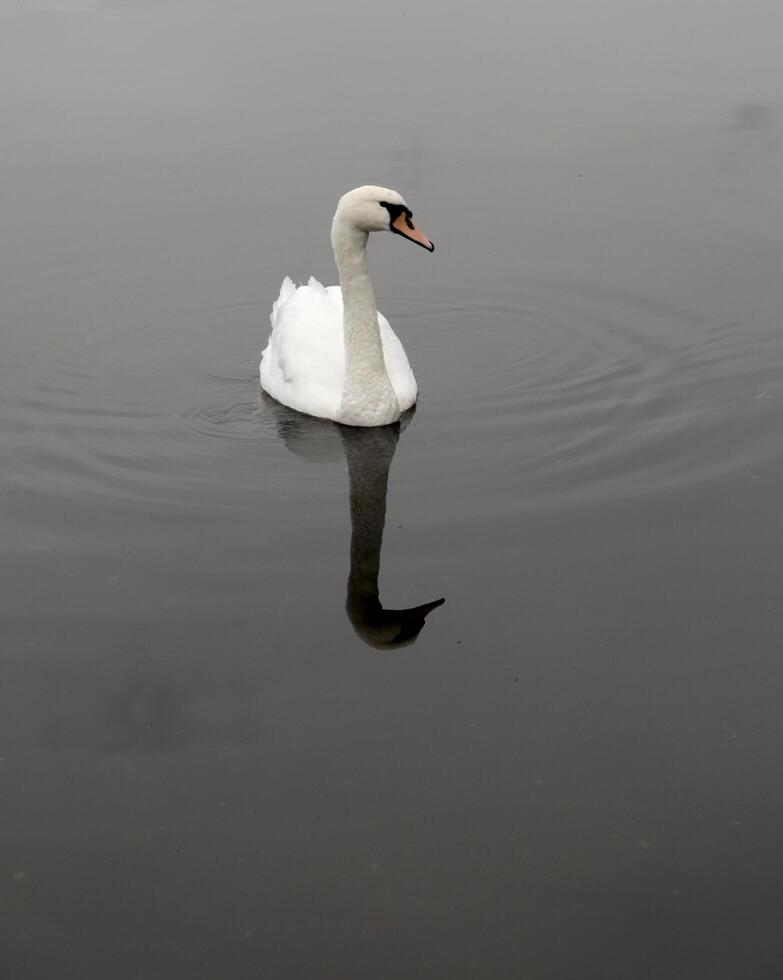 mute swan in a canal photo