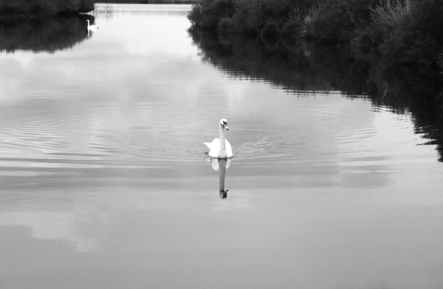 mute swan in a canal photo